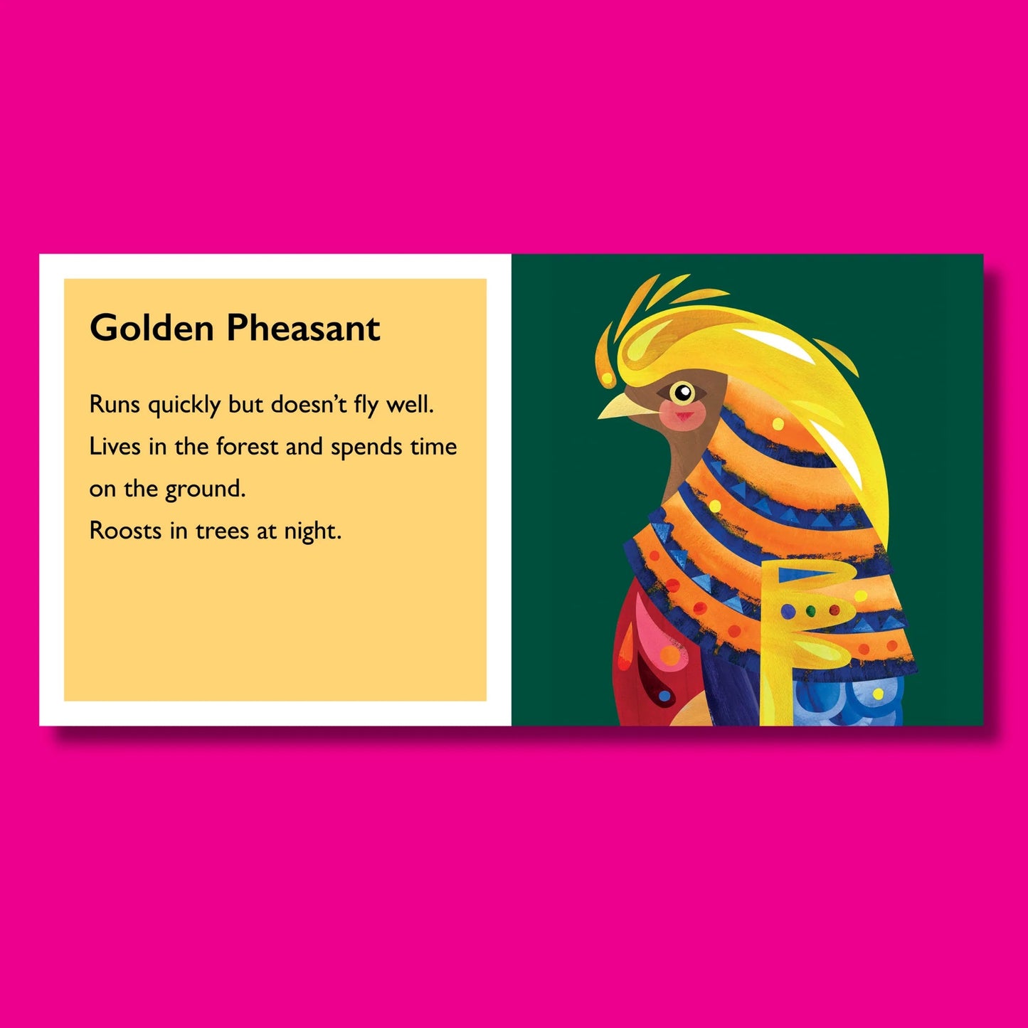 Feathers by Pete Cromer