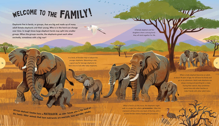 Extraordinary Elephants